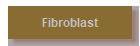 Fibroblast