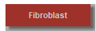 Fibroblast